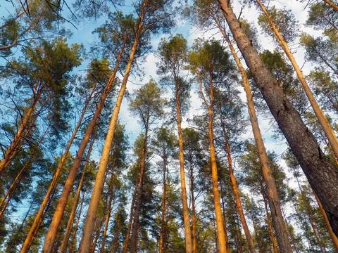 Tall pine trees at sunset Stock Photos