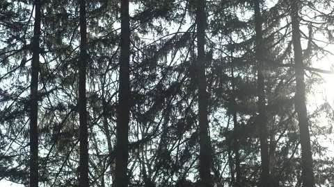 Tall Pine Trees Sway in Breeze Stock Footage 148163350