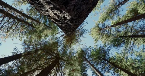 Tall Pine Trees Swaying in a Forest Under Blue Sky Stock Footage 323368290