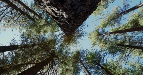 Tall Pine Trees Swaying in a Forest Under Clear Blue Sky Vídeos de archivo 323368526