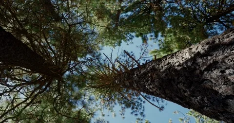 Tall Pine Trees Swaying Gently in Forest 스톡 동영상 323367804