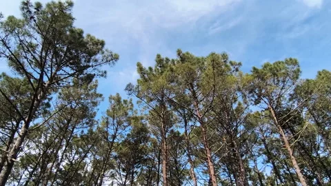 Tall pine trees swaying gently in the wind beneath a bright blue sky 스톡 동영상 332728909