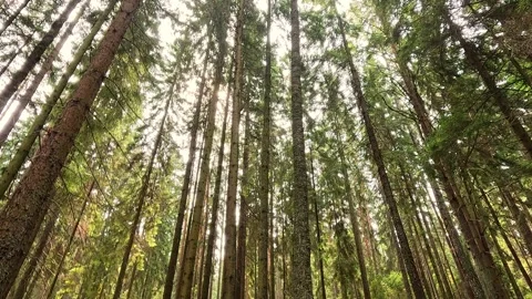 Tall pine trees swaying under sunlight in forest clearing Stock Footage 318989373