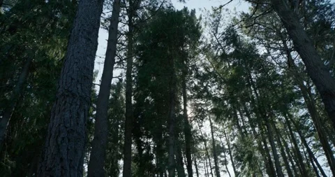 Tall pine trees swaying under blue sky Stock Footage 328917310