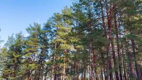 Tall pine trees swaying under the clear blue sky Video stock 330300279