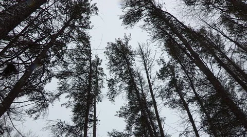 Tall Pine Trees Swaying in the Wind Stock Footage 48079318