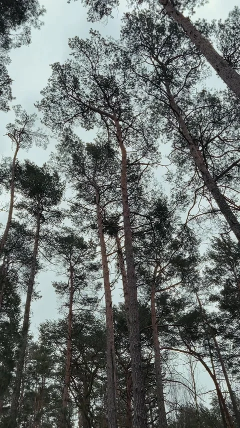 Tall pine trees swaying in the wind Stock Footage 317201485