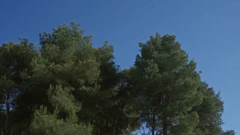 Tall pine trees tower against a clear blue sky in an outdoor setting in pug.. Vídeos de archivo 281810291