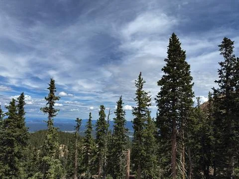 Tall Pine Trees Under a Dramatic Sky in a Mountain Forest Foto stock