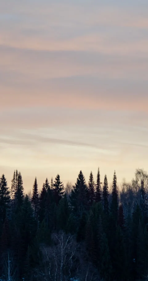 Tall Pine Trees Under Vibrant Sunset Sky with Orange Hues Stock Footage 294259413