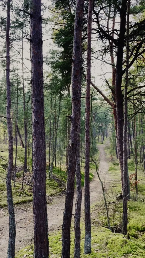 Tall Pine Trees View from Below in Forest Looking Up Perspective Stock Footage 340163104
