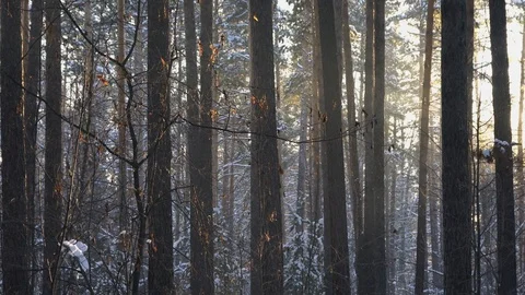 Tall pine trees in the winter 库存影片 120702411
