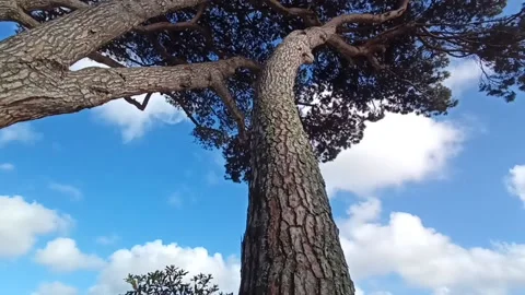 Tall pine trunks against a blue sky with clouds Stock Footage 239334169