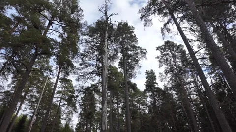 Tall Pine Trunks and Treetops beneath Cloudy Sky Stock Footage 347681660