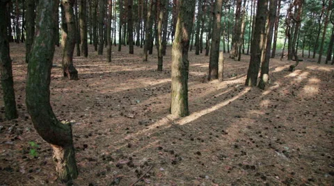 Tall pine trunks in forest Stock Footage 41859854