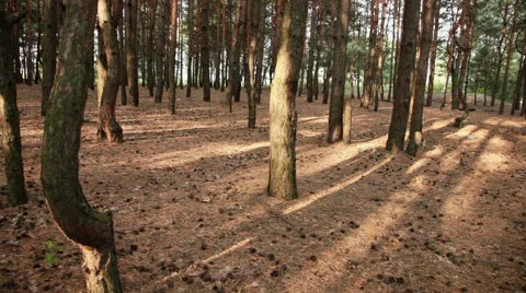 Tall pine trunks in forest Stock Footage 42423202