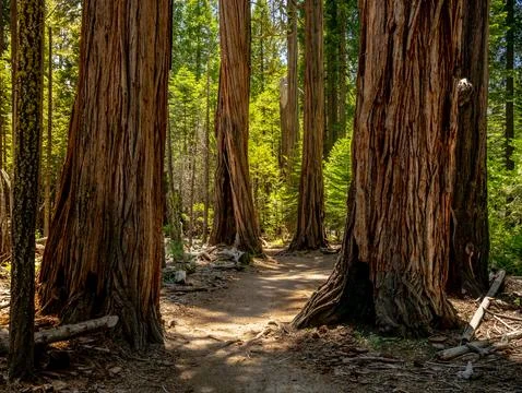 Tall Pines Flank The Clouds Rest Trail In Yosemite Stock Photos