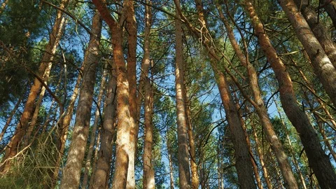 Tall pines Stock Footage