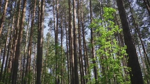 Tall pines in the forest 库存影片 76437847