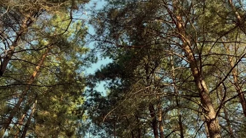 Tall pines in the forest Stock Footage 251540033