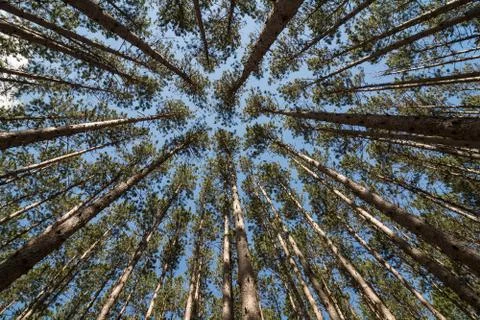 Tall Pines Stock Photos