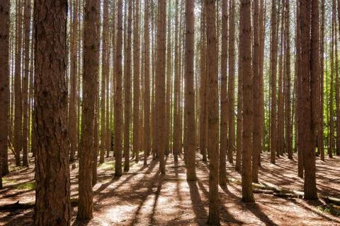 Tall Pines Foto stock
