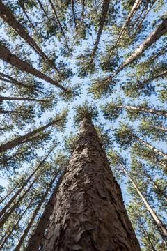 Tall Pines Stock Photos