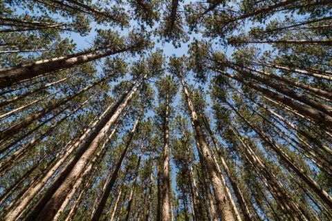 Tall Pines Stock Photos