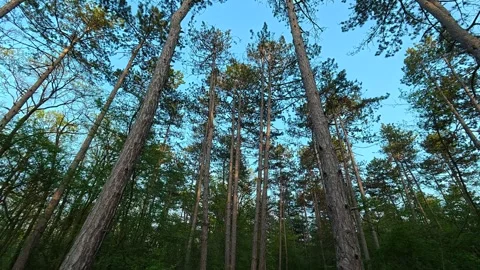 Tall pines stretch toward a clear blue sky. Sumarice Park, Kragujevac Vidéo 332887859