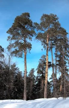 Tall pines in a winter forest Stock Photos