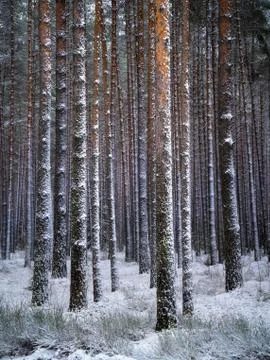 Tall pines in winter forest Foto stock