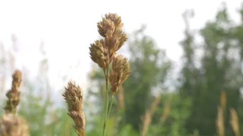 Tall Plants 스톡 동영상 78690886