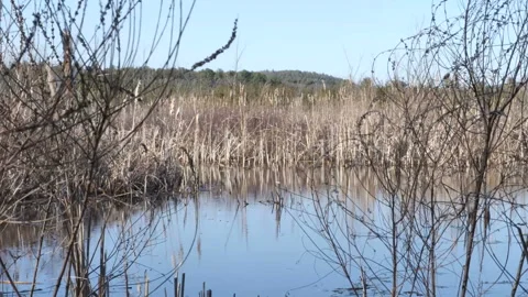Tall Pond Grass Video stock 237646149