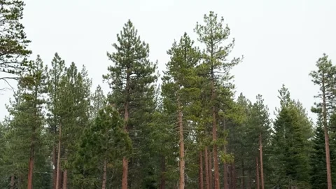 Tall Ponderosa pine trees with reddish bark stand against an overcast gray sky Vídeos de archivo 341326322