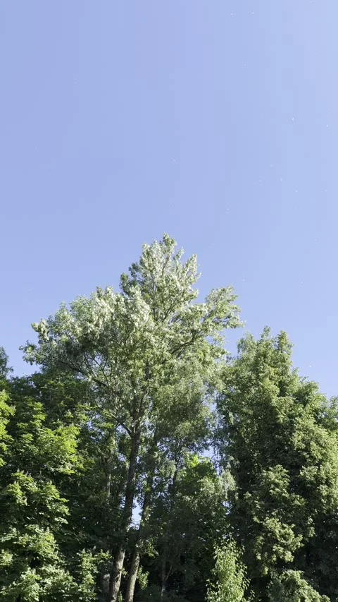 Tall Poplar Trees With Drifting White Fluff Stock Footage 337938718