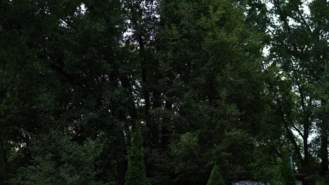 Tall poplar trees. Panoramic view from the bottom up Stock Footage 113425086