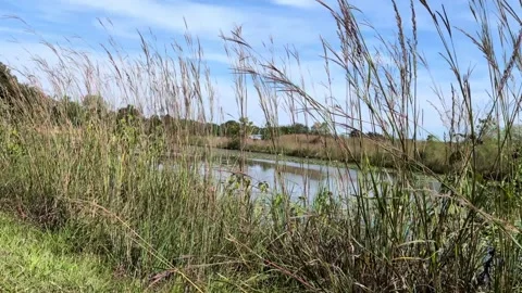 Tall Prairie Grass Swaying in Wind over Wetland Pond in Autumn Stock Footage 345616786