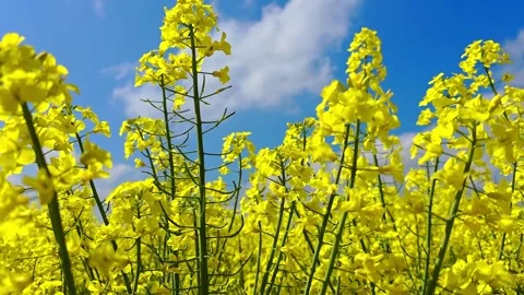 A tall rapeseed stem rises against a bright blue sky above the flowering fiel 库存影片 340926250