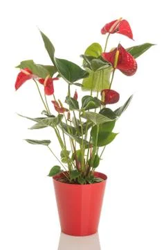 Tall red flowers Stock Photos
