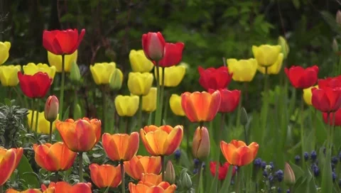 Tall red orange yellow spring Easter Tulip flowers in sunshine Stock-Footage 50302696