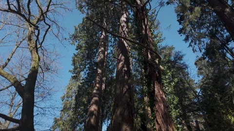 Tall redwood trees viewed from below in sunlit forest Stock Footage 332682972