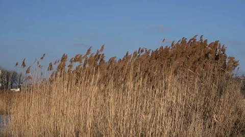 TALL REED. Stock Footage 59981735