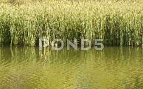 Tall reeds in a pond casting reflections Stock Photos