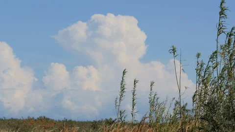 Tall reeds swaying in the wind under a blue sky Stock Footage 343866943