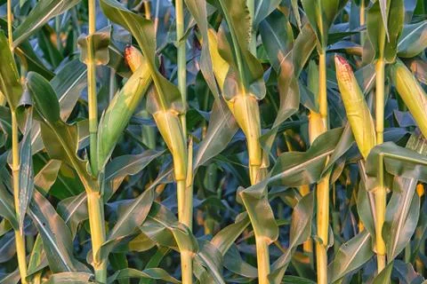 Tall Row of Field Corn Stock Photos