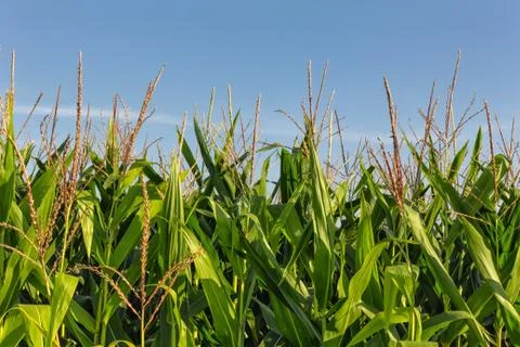 Tall Row of Ripe Corn Fotos de archivo