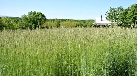 Tall Rye Grass Timelapse Video stock 24247456