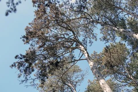 Tall Scots Pine Tree Crown against Blue Sky Stock Photos