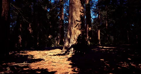 Tall sequoia tree casting shadows in a dense forest during the daytime Stock Footage 313941814