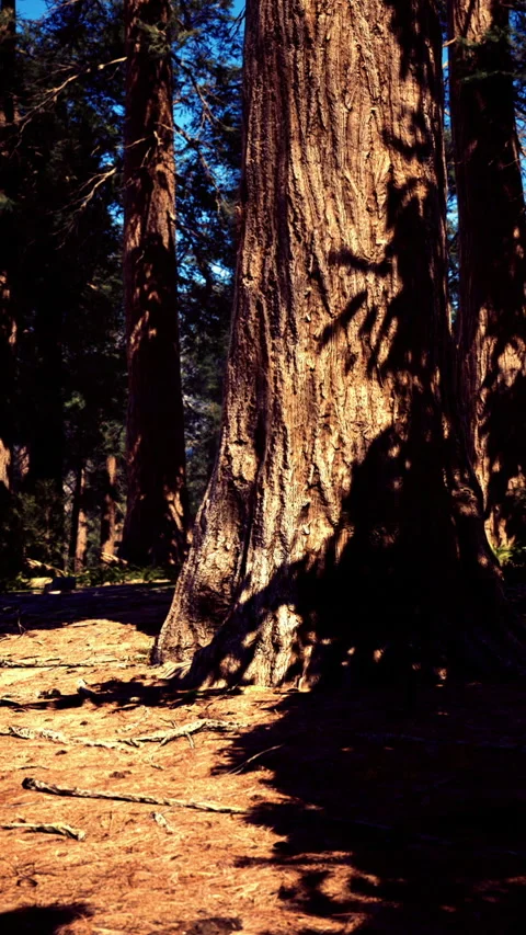 Tall sequoia tree casting shadows in a dense forest during the daytime Stock Footage 327268376